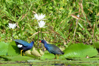 Canal de la Crique Fouillée